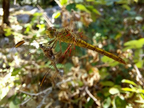 Segnalibro illustrato in: “L’ora che segue”, di Caterina&nbsp;Scopelliti