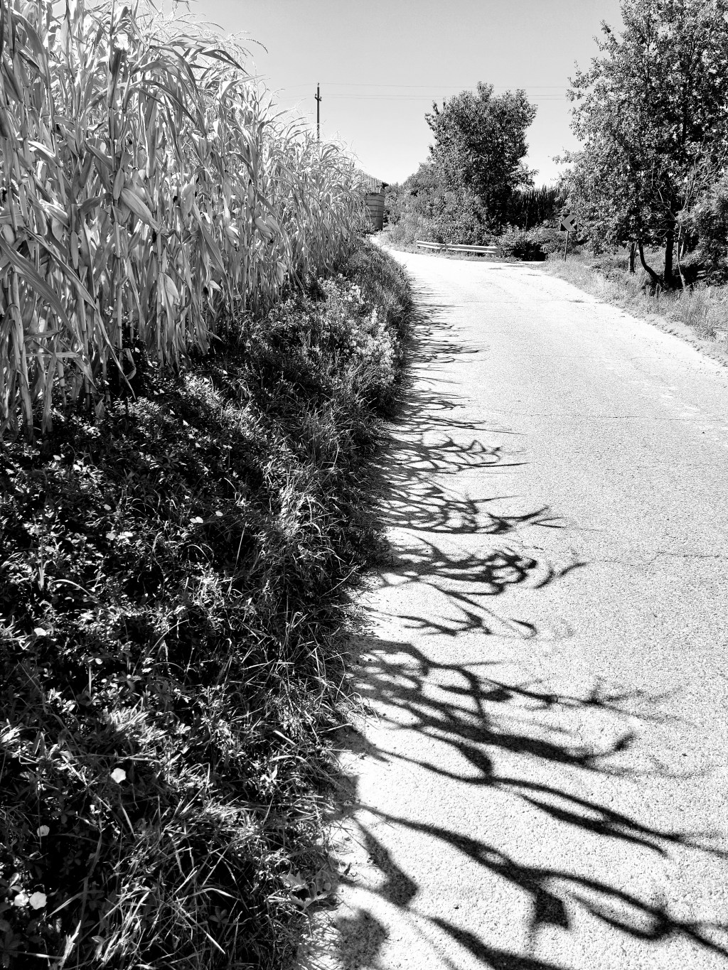 Poesie di George Nina Elian da “Nimic Altceva” e da “Grația cu care moare o&nbsp;frunză”