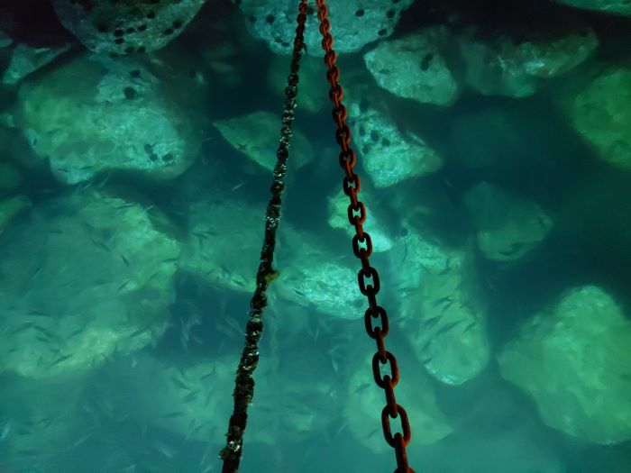 L’inedito. Fioriture in agosto di Francesca Del&nbsp;Moro