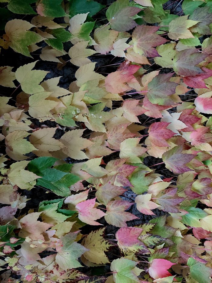 Segnalibro illustrato in “Nodo antico” di Le rose e il deserto (peQuod,&nbsp;2025)